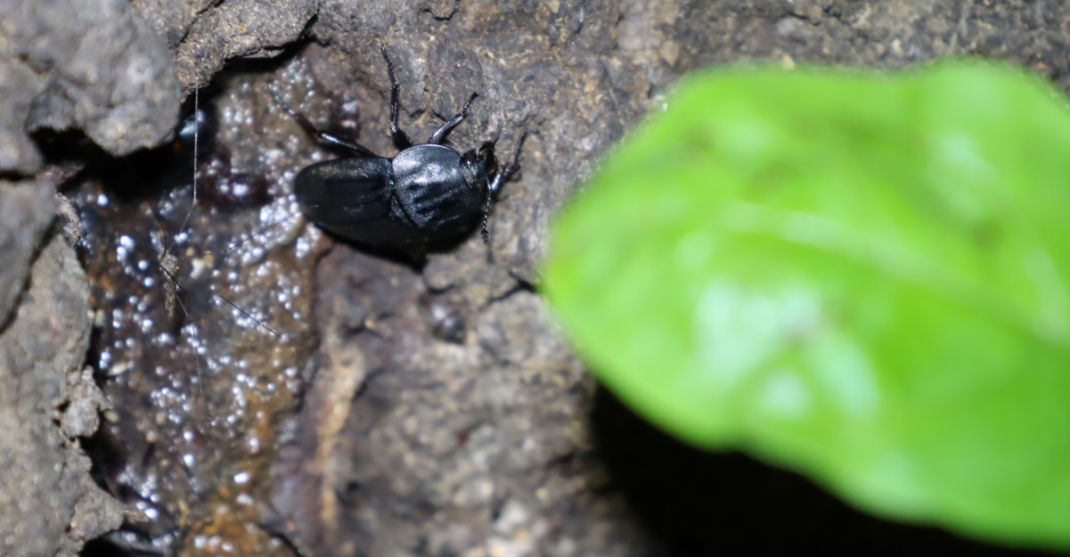 ヒラタシデムシ_No．3のクヌギ_クワガタ達のオアシス _2023年6月5日20時35分気温21.4度